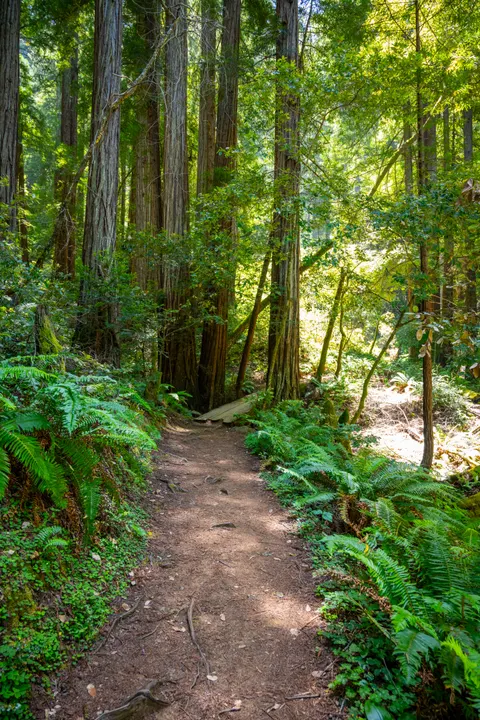Tall Trees Phone Wallpaper · vertical · 1440×2160