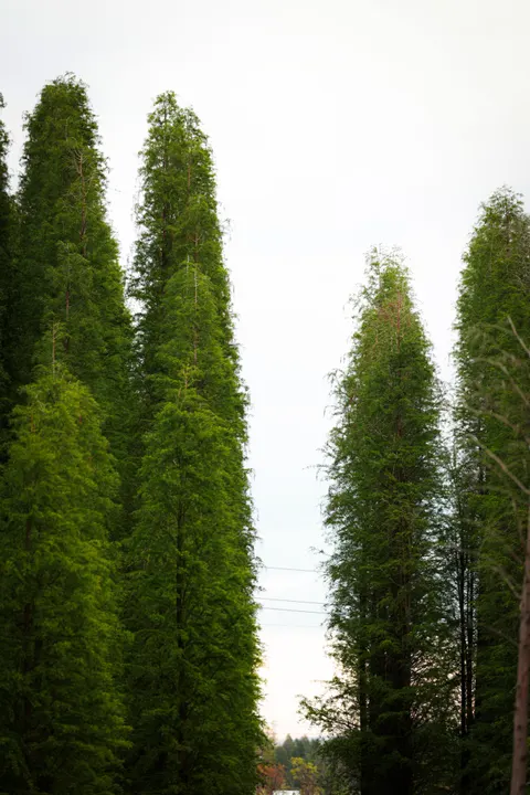 Tall Trees Phone Wallpaper · vertical · 1440×2159