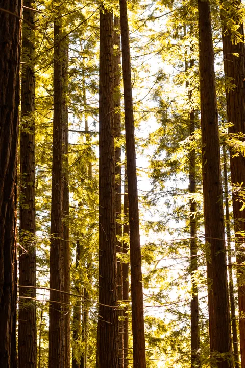 Tall Trees Phone Wallpaper · vertical · 1440×2160