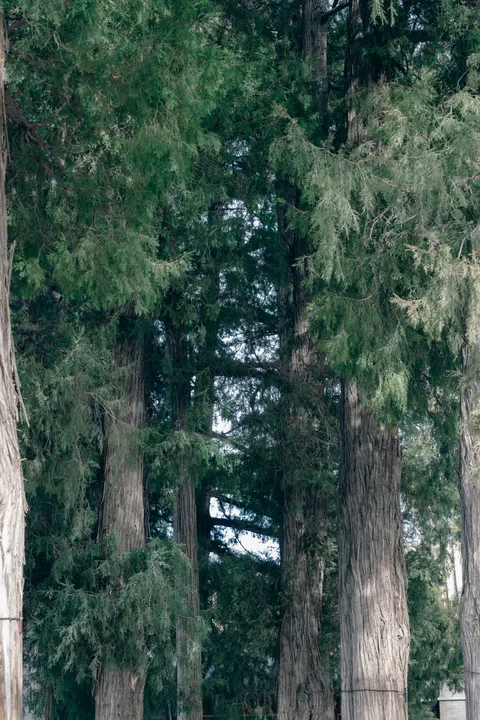 Tall Trees Phone Wallpaper · vertical · 1440×2160