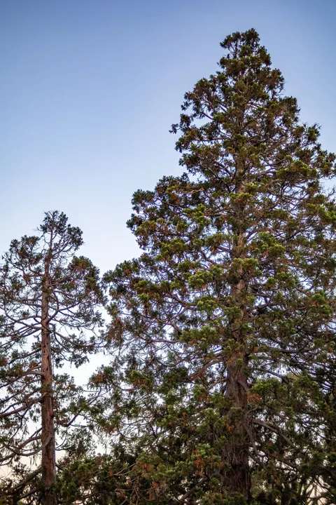 Tall Trees Phone Wallpaper · vertical · 1440×2160