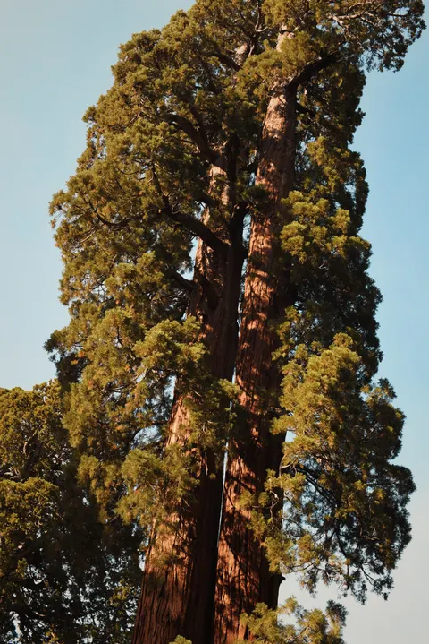 Tall Trees Phone Wallpaper · vertical · 1440×2157