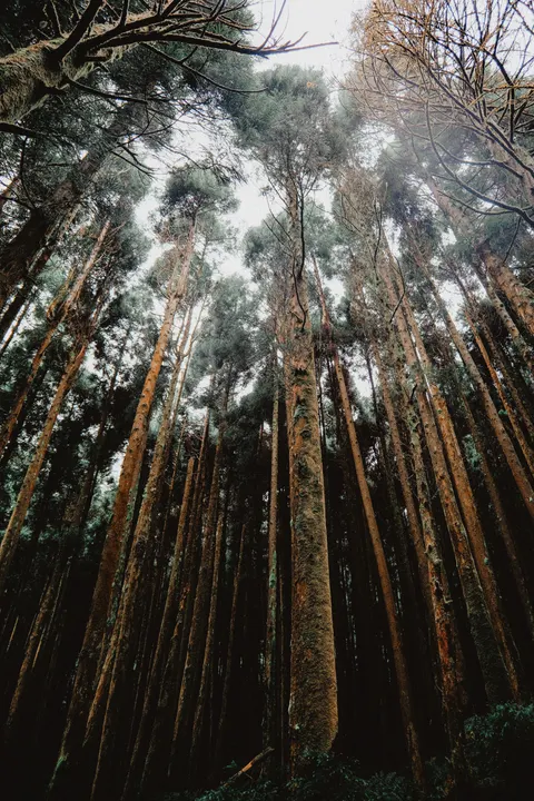 Tall Trees Phone Wallpaper · vertical · 1440×2160