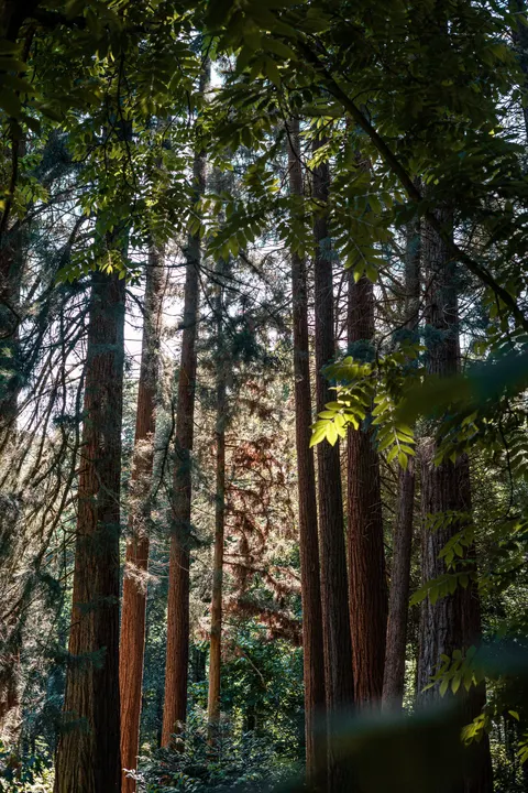 Tall Trees Phone Wallpaper · vertical · 1440×2160