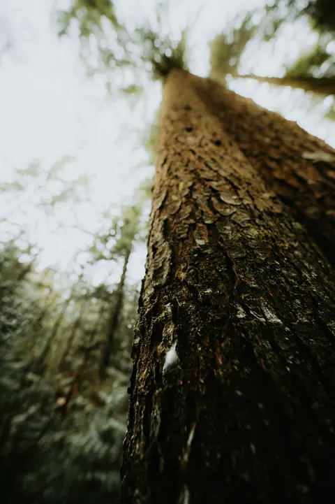 Tall Trees Phone Wallpaper · vertical · 1440×2164