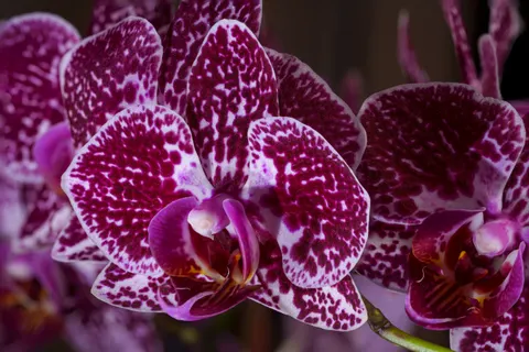 Orchid 4K Wallpaper · flowers · 3840×2561