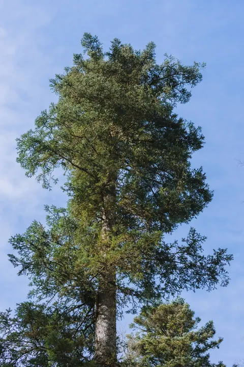 Tall Trees Phone Wallpaper · vertical · 1440×2160