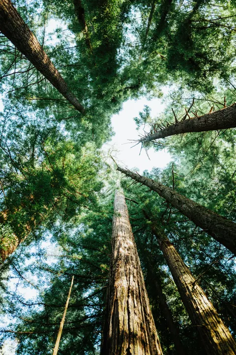 Tall Trees Phone Wallpaper · vertical · 1440×2157