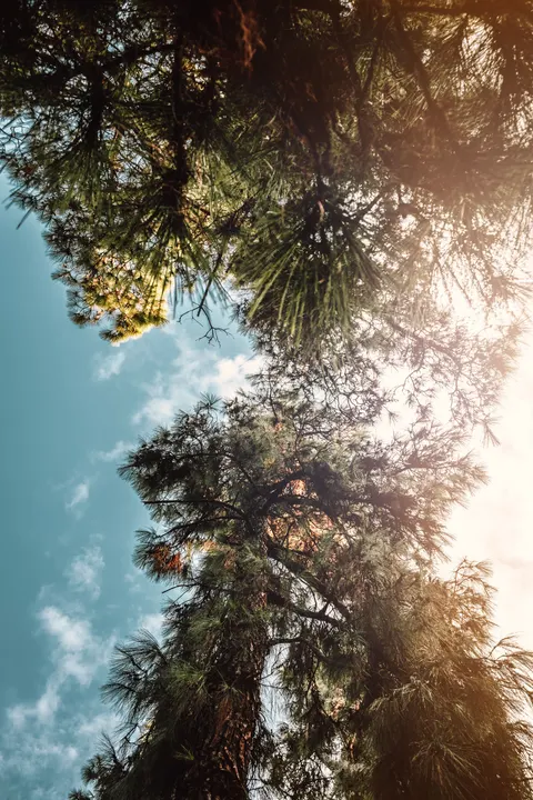 Tall Trees Phone Wallpaper · vertical · 1440×2160