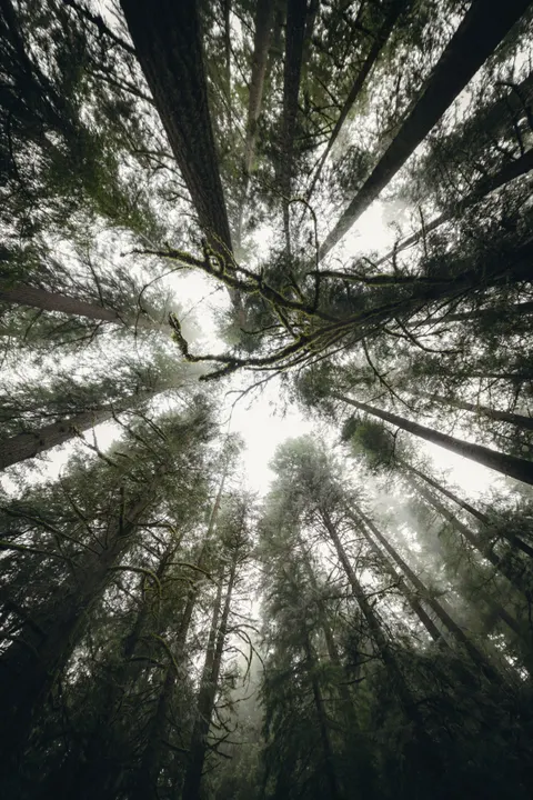 Tall Trees Phone Wallpaper · vertical · 1440×2160