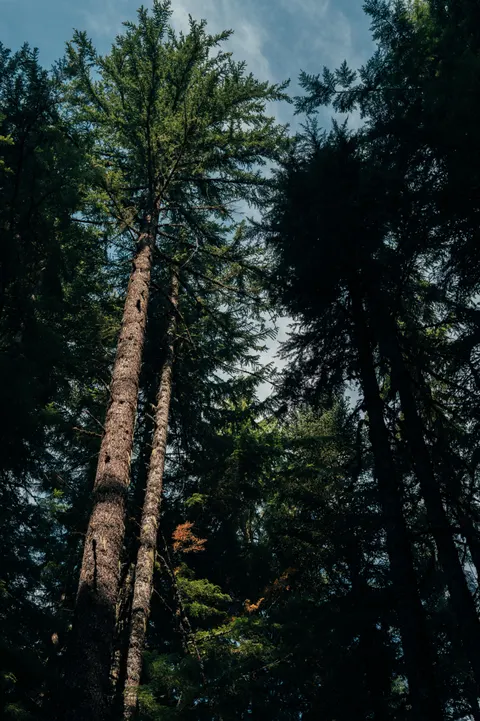 Tall Trees Phone Wallpaper · vertical · 1440×2164