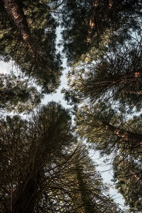 Tall Trees Phone Wallpaper · vertical · 1440×2160