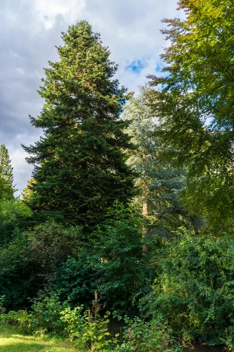 Tall Trees Phone Wallpaper · vertical · 1440×2160