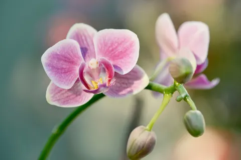 Fondo de pantalla Flores 4K · flowers · 3840×2560