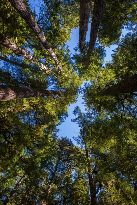 Tall Trees Phone Wallpaper · vertical · 1440×2157