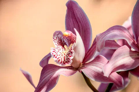 Orchid 4K Wallpaper · flowers · 3840×2560