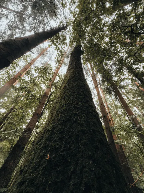 Tall Trees Phone Wallpaper · vertical · 1440×1920