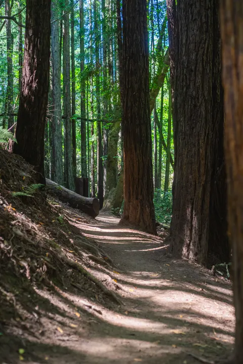 Tall Trees Phone Wallpaper · vertical · 1440×2160