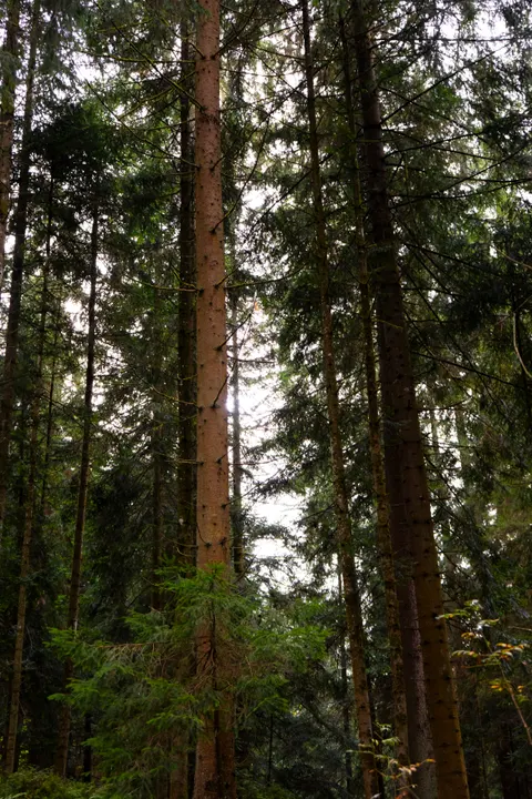 Tall Trees Phone Wallpaper · vertical · 1440×2160