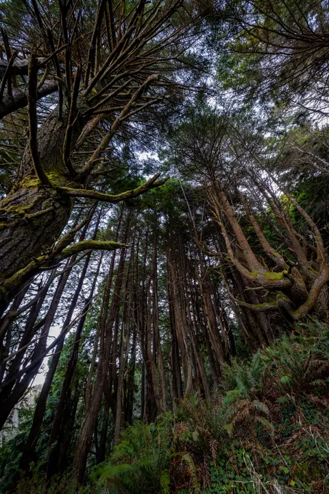 Tall Trees Phone Wallpaper · vertical · 1440×2159