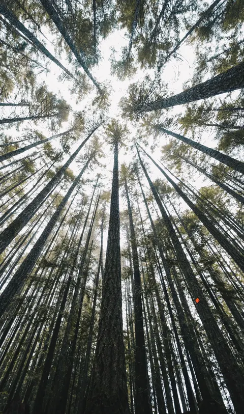 Tall Trees Phone Wallpaper · vertical · 1440×2437