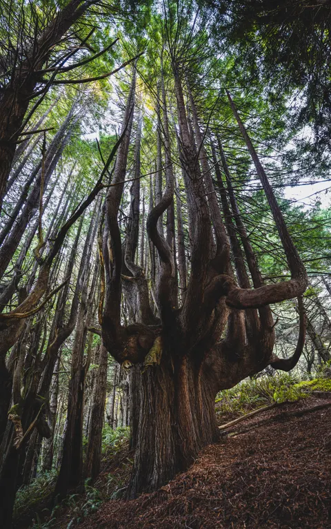 Tall Trees Phone Wallpaper · vertical · 1440×2296