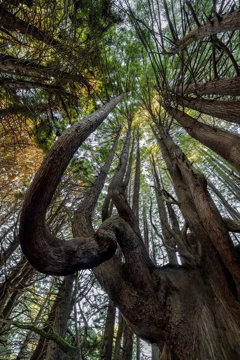 Tall Trees Phone Wallpaper · vertical · 1440×2159