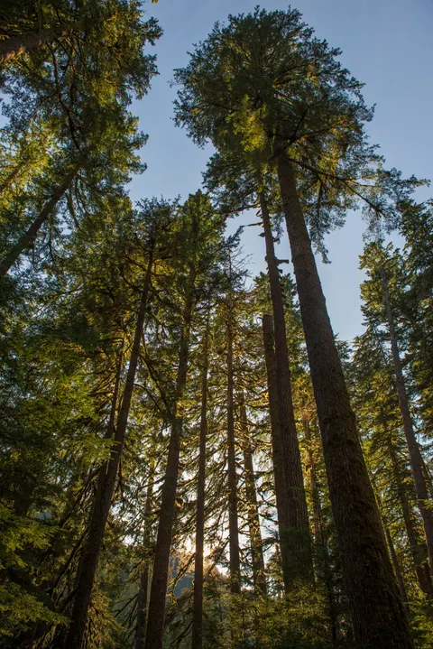 Tall Trees Phone Wallpaper · vertical · 1440×2157