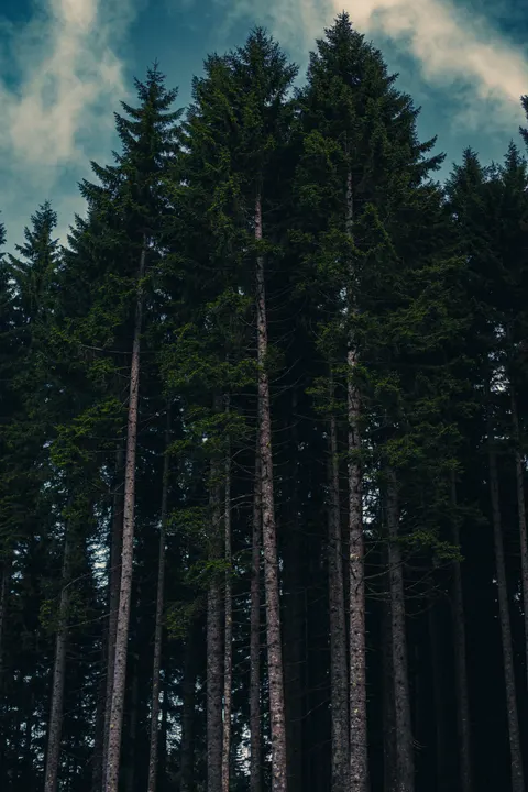 Tall Trees Phone Wallpaper · vertical · 1440×2160