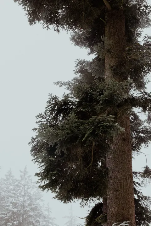 Tall Trees Phone Wallpaper · vertical · 1440×2160