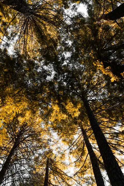 Tall Trees Phone Wallpaper · vertical · 1440×2160