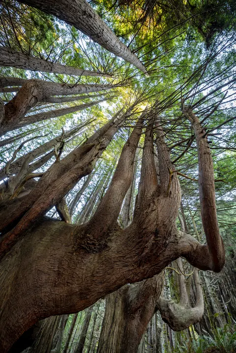 Tall Trees Phone Wallpaper · vertical · 1440×2159