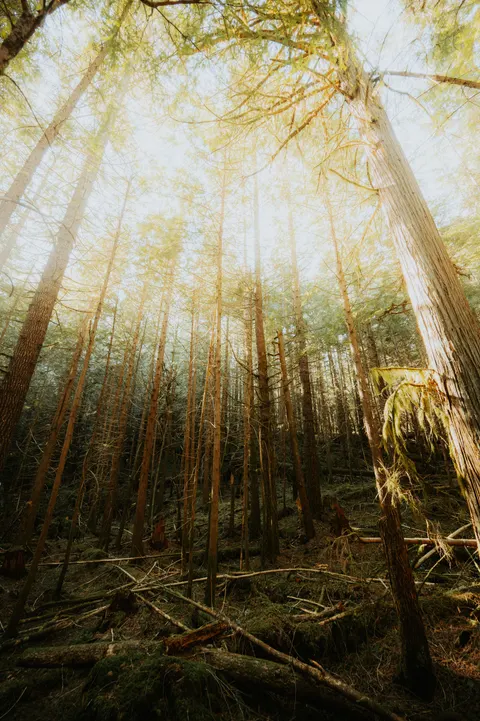 Tall Trees Phone Wallpaper · vertical · 1440×2164
