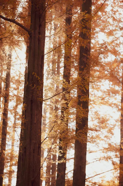 Tall Trees Phone Wallpaper · vertical · 1440×2166