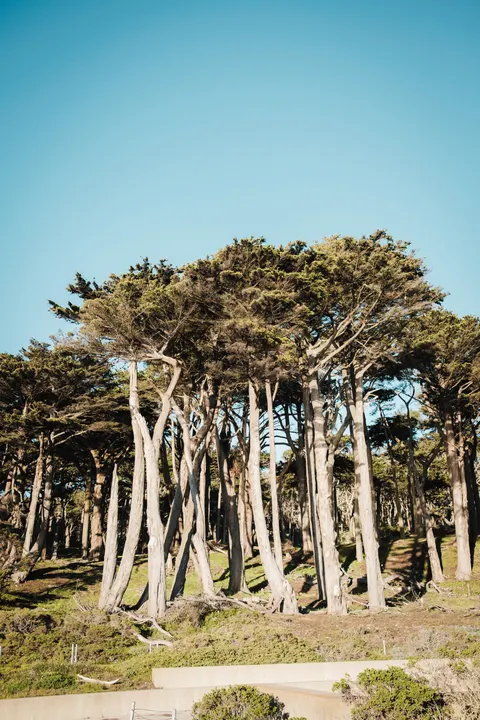 Tall Trees Phone Wallpaper · vertical · 1440×2160