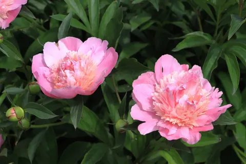 Peony 4K Wallpaper · flowers · 3840×2560