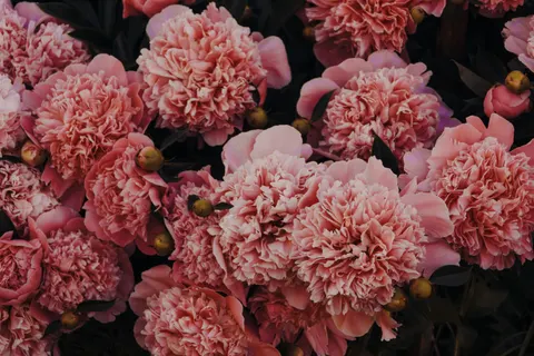 خلفية الزهور بدقة 4K · flowers · 3840×2560