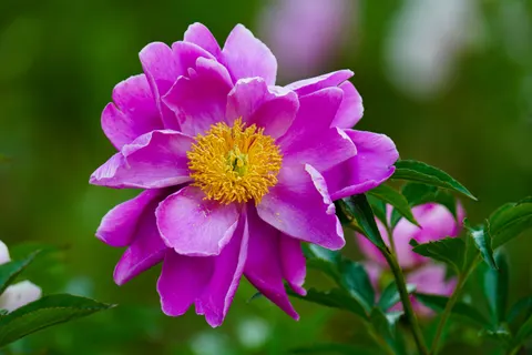 خلفية الزهور بدقة 4K · flowers · 3840×2560