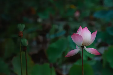 花卉 4K壁纸 · flowers · 3840×2561