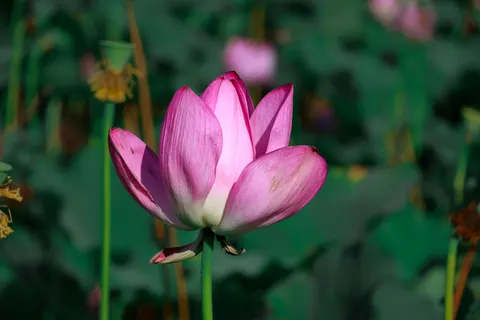 Lotus 4K Wallpaper · flowers · 3840×2560