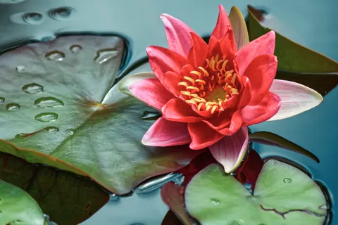 Fond d'écran Fleurs 4K · flowers · 3840×2560