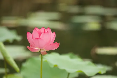 꽃 4K 배경화면 · flowers · 3840×2560