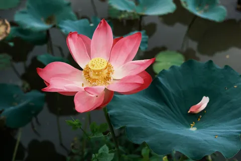 خلفية لوتس بدقة 4K · flowers · 3840×2560