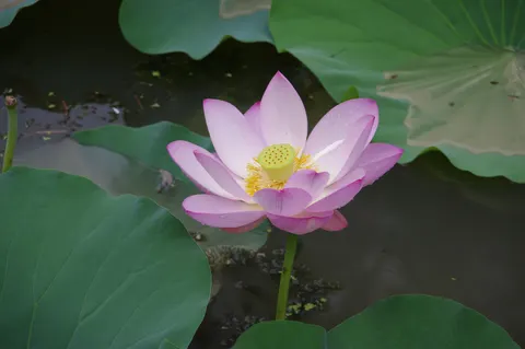 花卉 4K壁纸 · flowers · 3840×2553