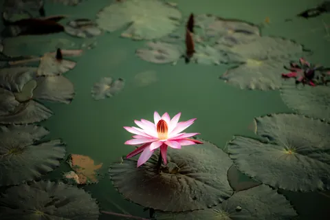 Lotus 4K Wallpaper · flowers · 3840×2560