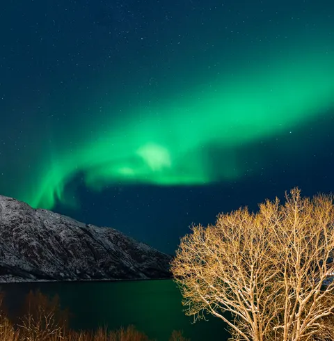 Aurora Phone Wallpaper · vertical · 1440×1471