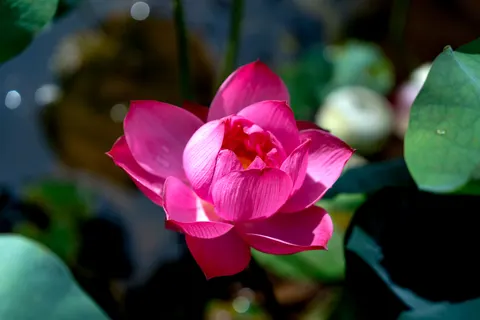 Blumen 4K Hintergrundbild · flowers · 3840×2560