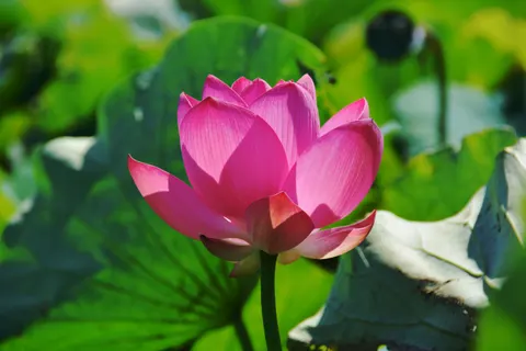 Blumen 4K Hintergrundbild · flowers · 3840×2560