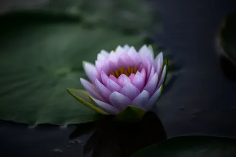 Lotus 4K Wallpaper · flowers · 3840×2563