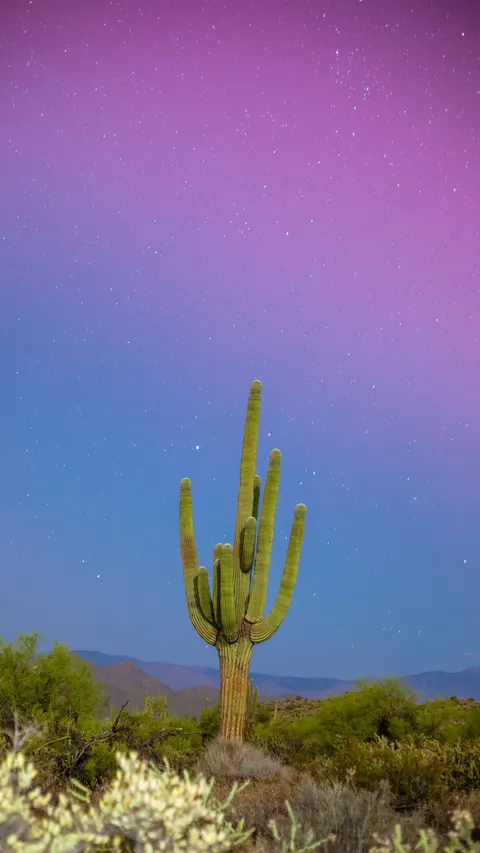 Aurora Phone Wallpaper · vertical · 1440×2560
